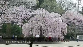 孝子桜に行ってきました。（宇都宮市古賀志町）