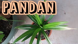 Pandan Leaves (Pandanus amaryllifolius) | Initial Root Prune