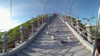 【360°VR 5K】驚愕！ウミネコが占拠する神社　/　Astonishing! Japanese gulls occupied a shrine