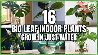 16 Big Leaf Indoor Plants to grow in Just Water | Indoor Plants in Just Water | Plant and Planting