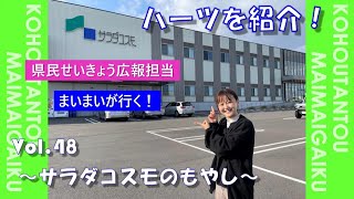 県民せいきょう広報担当まいまいが行く！vol.48～サラダコスモのもやし～