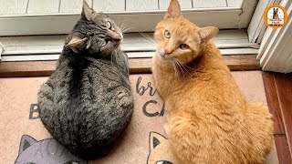 They Said These Cats Couldn’t Be Separated…So We Took Them Both Home