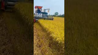 ច្រូតស្រូវ #harvest rice#rurallife #beautiful #landscape #tiktok #rural #shorts