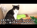 猫嫌いのおばあさんが猫が嫌いな理由を語ると、猫が…【猫の不思議な話】【朗読】