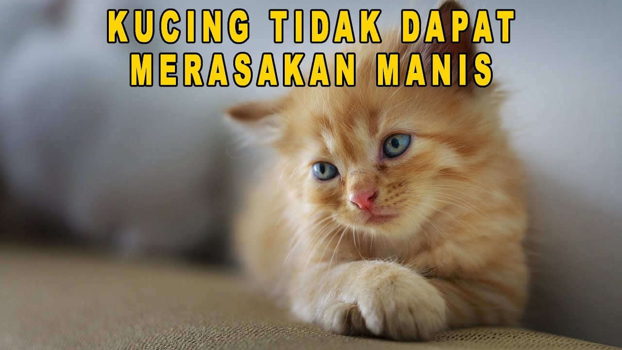 10 Fakta Menarik Tentang Kucing - YouTube