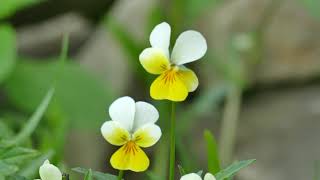 Fijołek polny,  Viola arvensis