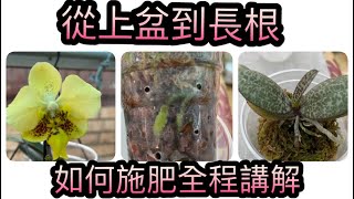 兩棵原生蝴蝶蘭從上盆到長根及換盆後如何施肥全程講解分享（Phal stuariana mobilis史塔基 phal lindenii林登）2-6-2021)