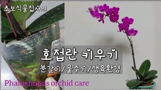 초보식물집사의[호접란 키우기] 호접란🌺 분갈이, 물주기, 생육환경/ Phalaenopsis orchid care for beginners.