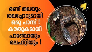 രണ്ട് തലയും തലച്ചോറുമായി ഒരു പാമ്പ്; കൗതുകമായി പാഞ്ചോയും ലെഫ്റ്റിയും ! |SNAKE|