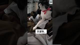 何かを主張する猫　#cats #保護猫 #猫動画 #多頭飼育 #猫好きさんと繋がりたい #shorts