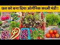 छत को बना दिया ऑर्गनिक सब्जी मंडी तोड़ी इतनी सारी सब्जियां Terrace garden vegetables harvesting video