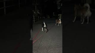 サクラの夜のお勤め#約束の時まで柴犬と＃マヨネ#僕とこむぎと三浦半島＃海辺の犬＃すみすみ＃もちごめ #チャム #柴ドリル #柴犬#サクラ #柴犬スティーブ #耐震等級ⅲ #散歩 #柴