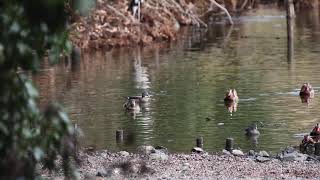 2020/03/03 枚方山田池公園の野鳥撮影 オシドリ(Mandarin duck),