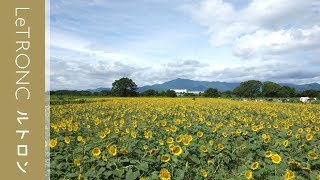 55万本が咲き誇る「ひまわりまつり」が神奈川県・座間市にて開催！