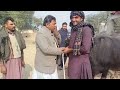 watch pure neeli ki 2 buffalo m ashfaq sahib 03006537323 02 01 2025