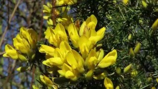 Gorse (Ulex)