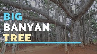 400 Year Old Big Banyan Tree | Dodda Aalada Mara Bangalore