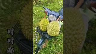 早上掉的两粒榴莲！ 非常新鲜💥💥💥 Two durians dropped in the morning! Very fresh💥💥💥