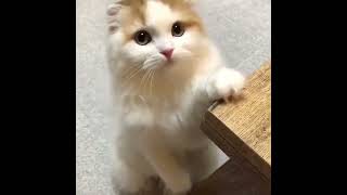 子猫 かわいい 😚😻