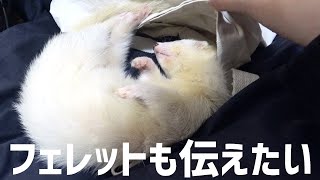 フェレットの鳴き声にクゥ～ンも追加で。鳴き声の意味は、、、ferret lab