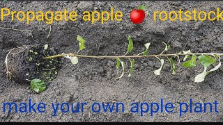 Propagate apple rootstock# how to make rootstock# m9# mm111# how to make nursery# Jeromine# Gala#