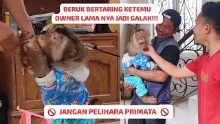 PERTEMUAN BERUK MONYONG DENGAN OWNER LAMANYA‼️KARAKTER KEMBALI SEPERTI AWAL