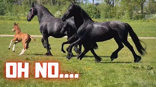 Rising Star and Queen👑Uniek together with the other mares with foals | Friesian Horses