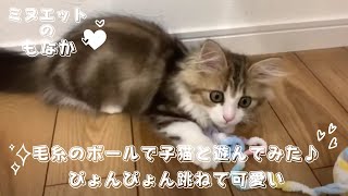 毛糸のボールで子猫と遊んでみた♪ぴょんぴょん跳ねて可愛い【ミヌエットの子猫】