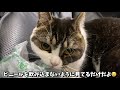 🐈普段は優しい息子猫が生まれて初めて本気で怒りました…泣