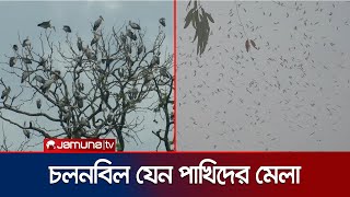 পাখির কলতানে মুখরিত চলনবিল; শিকারিদের হাত থেকে রক্ষায় নানা উদ্যোগ | Natore Bird | Jamuna TV