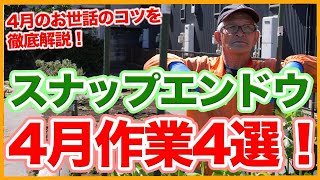 家庭菜園や農園のスナップエンドウ栽培で4月のお世話4選！収穫までに実施すべきスナップエンドウの育て方！【農家直伝】Tips for taking care of snap peas in April.