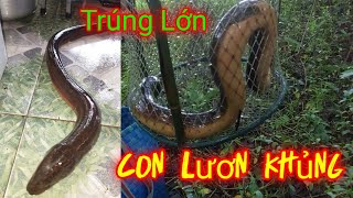 Lờ Cá Cải Tiến# Trúng lớn toàn lươn khủng nơi đầm lầy #Hoang HuGo @