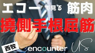 屈筋には長短はないぞ‼橈側手根屈筋‼　encounter　US　第83回 エコーワンポイントセミナー