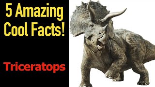 5 Fascinating Facts About Triceratops