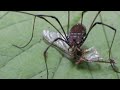 daddy long legs or harvestman eating