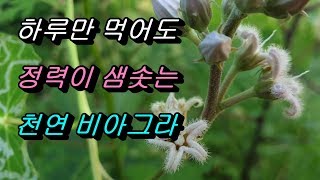 하루 세번씩 먹으면 집을 떠나 천리를 걸을 수 있는 신비의 약초