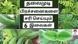 தலைமுடி பிரச்சனைகளை சரி செய்யும் 6 இலைகள் | How to make Thin to Thick hairs? | Herbs for hair growth