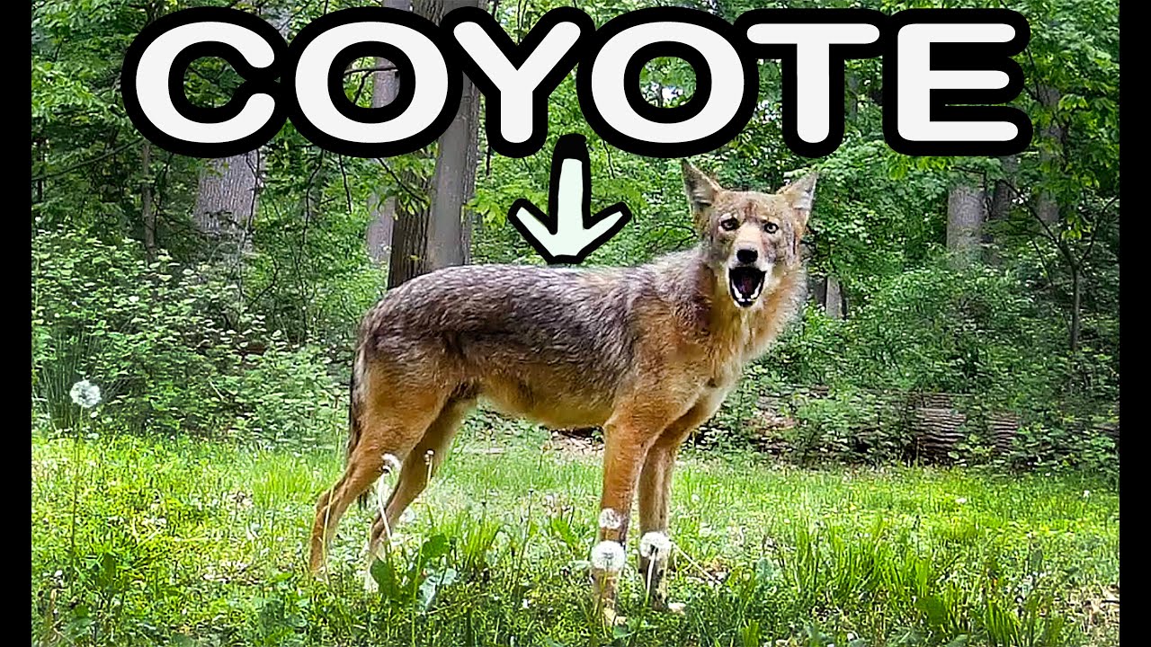 Coyotes In Rare Daytime Sighting: Caught On Trail Camera - YouTube