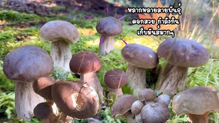 เห็ดผึ้งหวานหลากหลายสายพันธุ์กับป่าอัศจรรย์ มันส์เช่นเคย #เก็บเห็ด #mushroom #เห็ดผึ้งหวาน