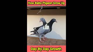 How Baby Pigeon Grow Up🤯 कबूतर के बच्चे के शुरूआती 30 दिन #shorts #ytshorts #BirdsArea
