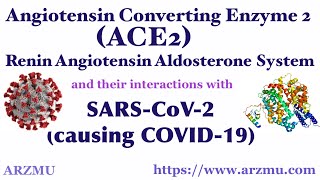 Angiotensin Converting Enzyme 2 (ACE2) | COVID 19 and ACE2 | Renin Angiotensin Aldosterone System