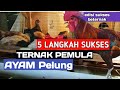 5 langkah memulai usaha ayam pelung sukses