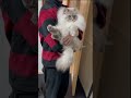 折りたたまれる猫 ねこ ネヴァマスカレード サイベリアン cat 猫 shorts