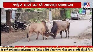 જૂનાગઢના માંગરોળમાં જાહેર માર્ગ પર બે આખલા બાખડયા | TV9GujaratiNews