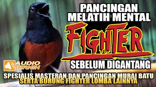 GANTANG MURAI BATU.?? DENGAR DULU PANCINGAN INI | MELATIH MENTAL FIGHTER SEBELUM GANTANG | shamabird