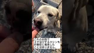 【猟犬に必須】ネクスガードスペクトラを毎月投与でノミ、ダニ、フィラリア、疥癬症知らず。