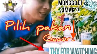 Pakan voer bagus gacor untuk pleci REKOMENDASI BANGET