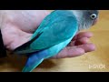 甘えてくるボタンインコのぼーちゃん