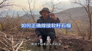 软籽石榴成活率很高，如何正确的嫁接突尼斯软籽石榴