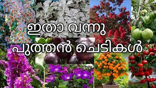 പുതു പുത്തൻ ചെടികൾ വന്നേ 🥰#floweringplants #outdoorplants